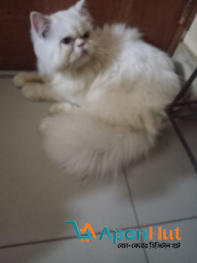 Persian male cat