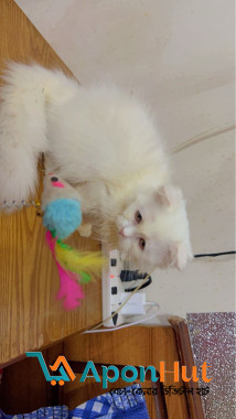 Persian kittens (exotic bloodline)