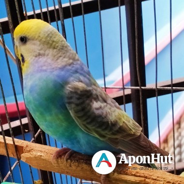 Rainbow budgerigar female