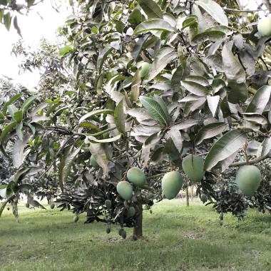 লাল মাটির হাঁড়িভাঙ্গা আম।