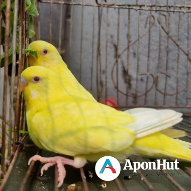 lutino cockatiel baby price in bangladesh