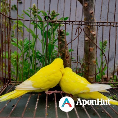 lutino cockatiel baby price in bd