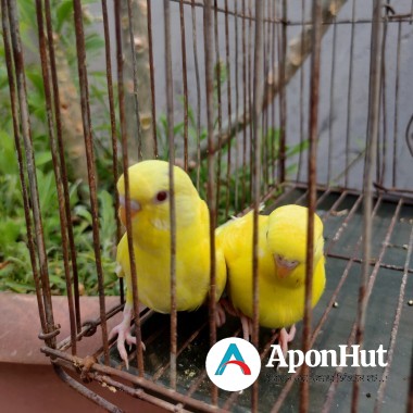 lutino cockatiel baby bangladesh