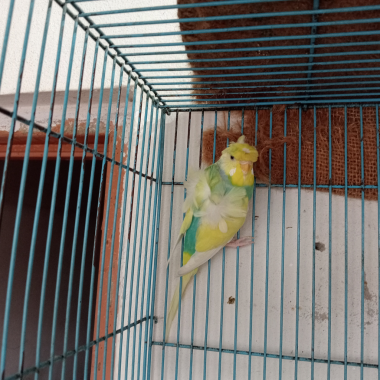 Bird sale