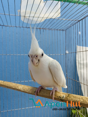 Albino Cockatiel Pair Sale