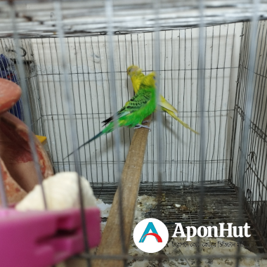 Budgerigar Master pair sell