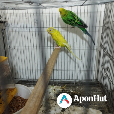 Budgerigar Master pair sell