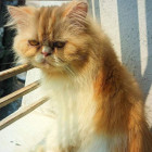 Exotic Punch face female persian
