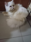 Persian male cat