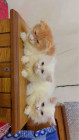 Persian kittens (exotic bloodline)