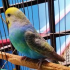 Rainbow budgerigar female