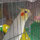 Cockatiel low price in BD