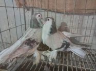 fency pigeon price in bd