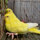 lutino cockatiel baby price in bangladesh