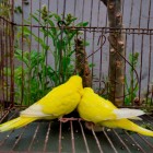 lutino cockatiel baby price in bd