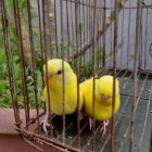 lutino cockatiel baby bangladesh