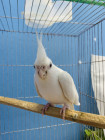 Albino Cockatiel Pair Sale