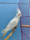 Albino Cockatiel Pair Sale