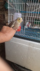 Cockatiel Bird for Sale in Bangladesh