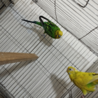 Budgerigar Master pair sell