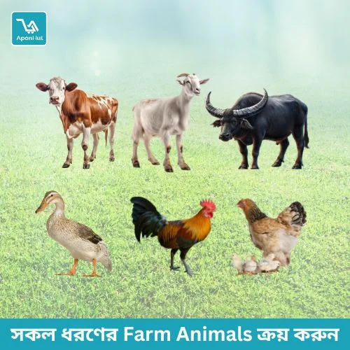 Farm Animals for Sale at Best Price in Bangladesh | Aponhut.com